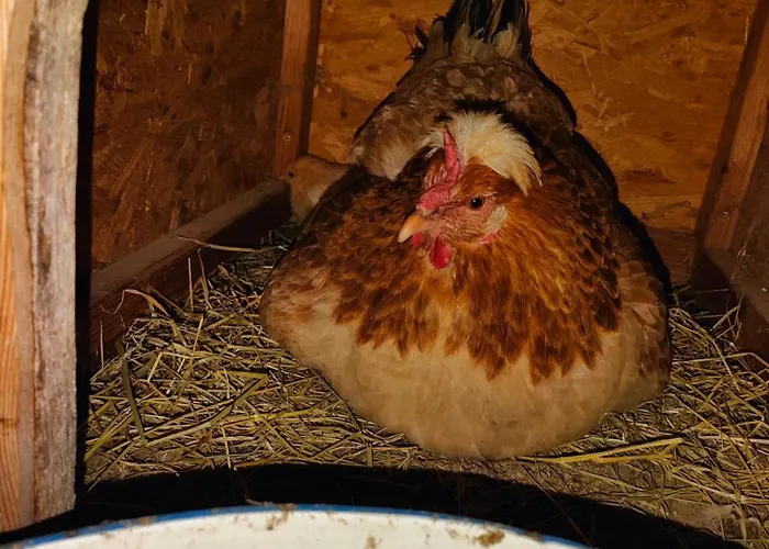 Haus Jakob 费尔兹姆斯